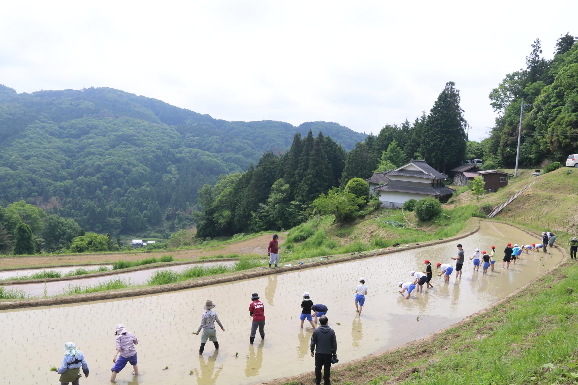 旭学園田植え授業の画像