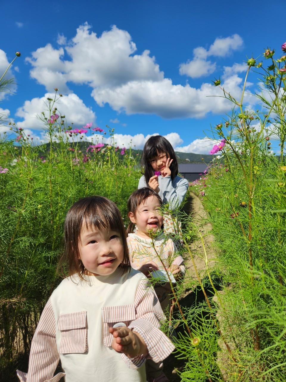 コスモス畑とこども3人の画像