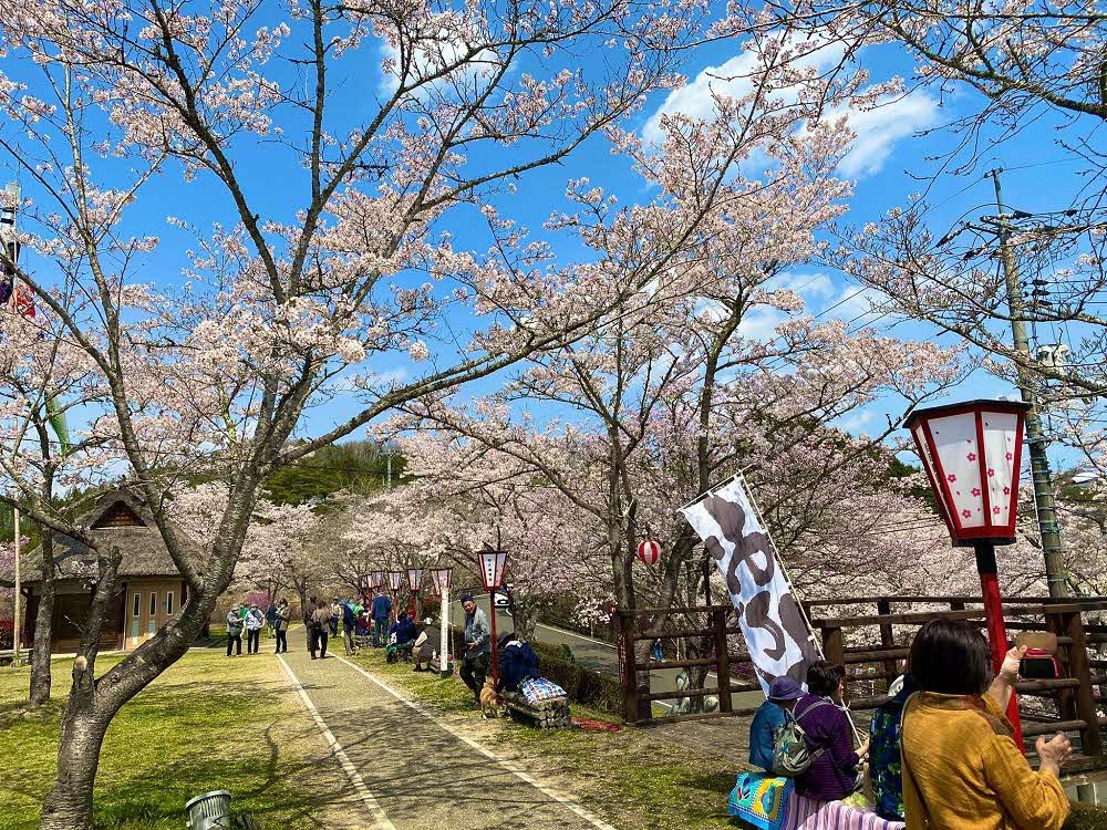 みやすみ公園さくらまつりの写真