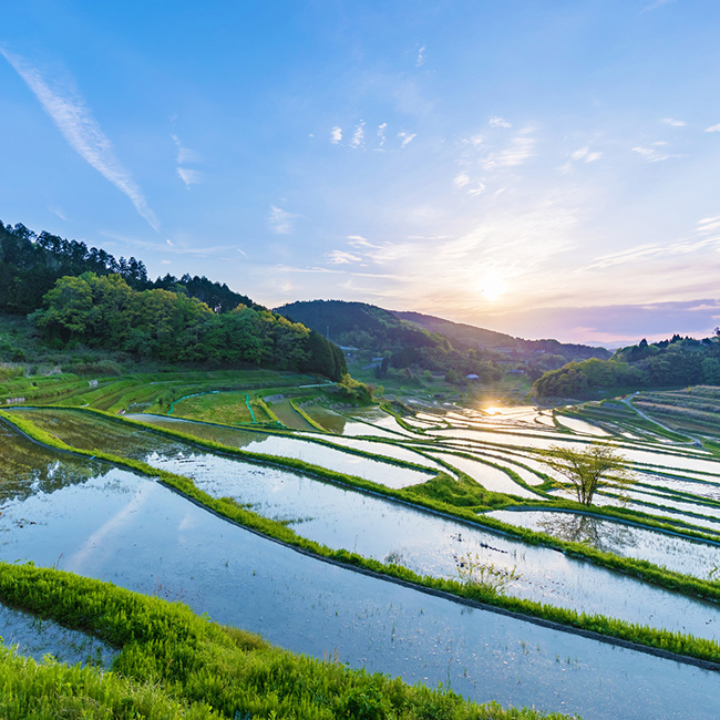 朝日に照らされて水面がきらきらと輝く棚田の風景
