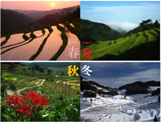 季節で変わる大垪和西棚田の画像