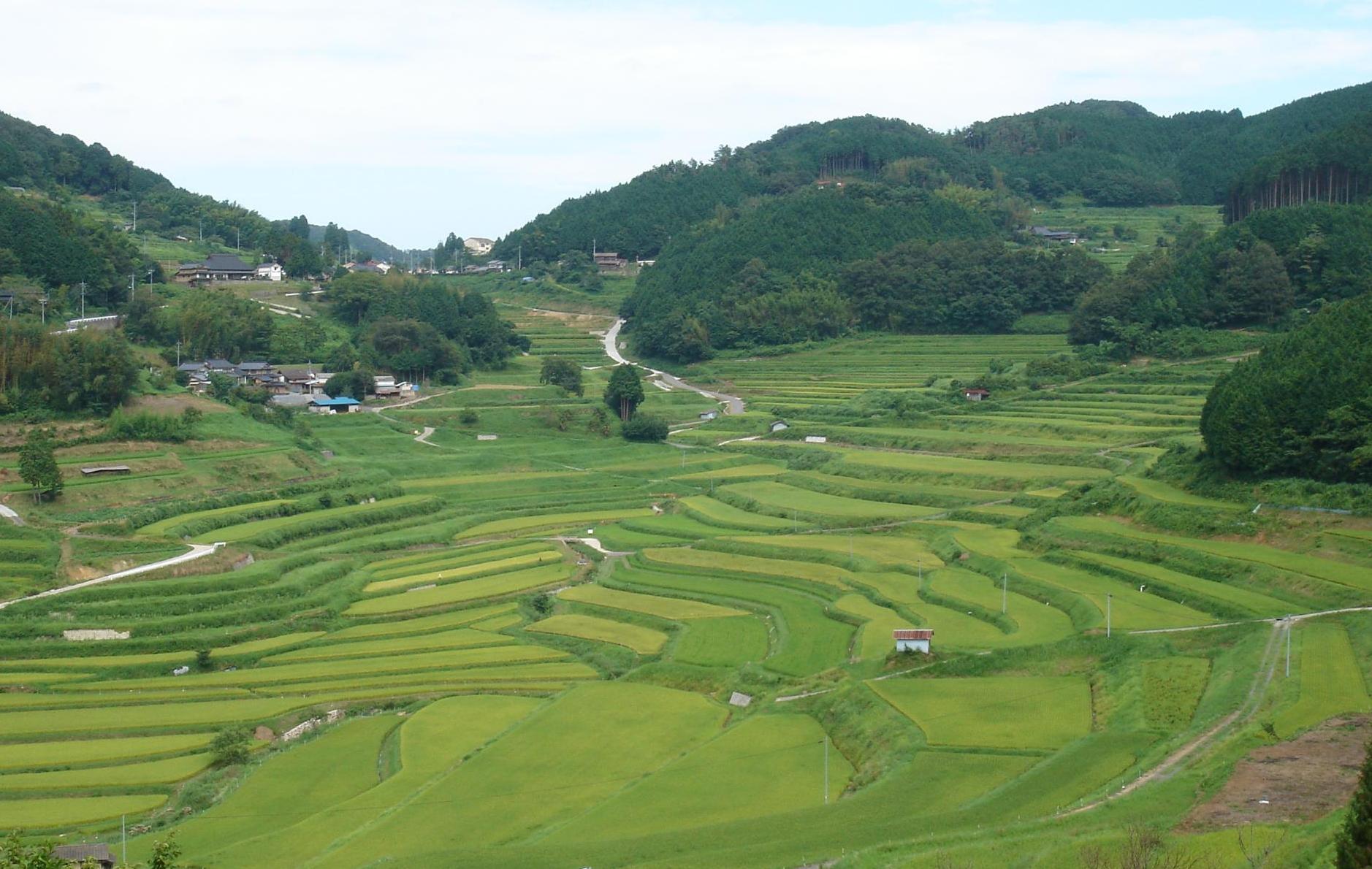 大垪和西の棚田の画像