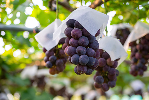 美咲町の特産品のぶどうの写真