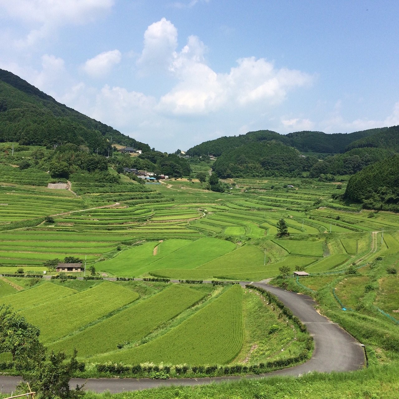 緑広がる棚田の画像