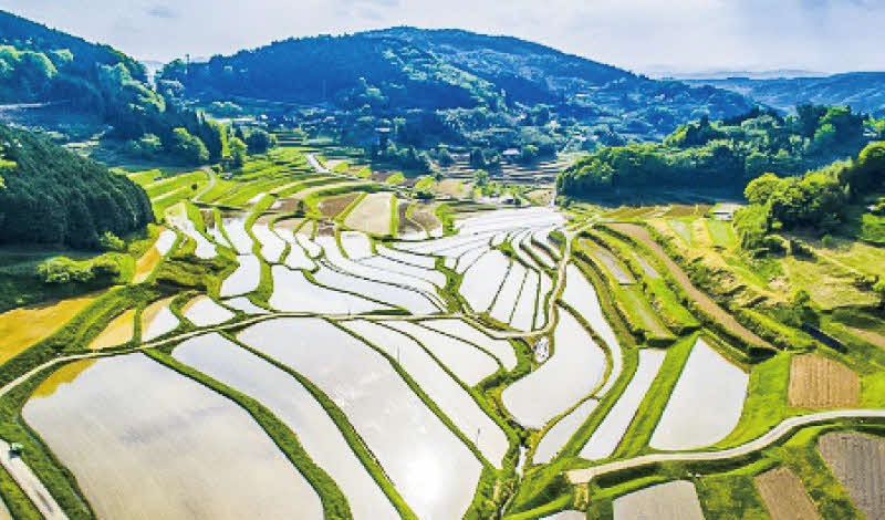 大垪和西の棚田の画像