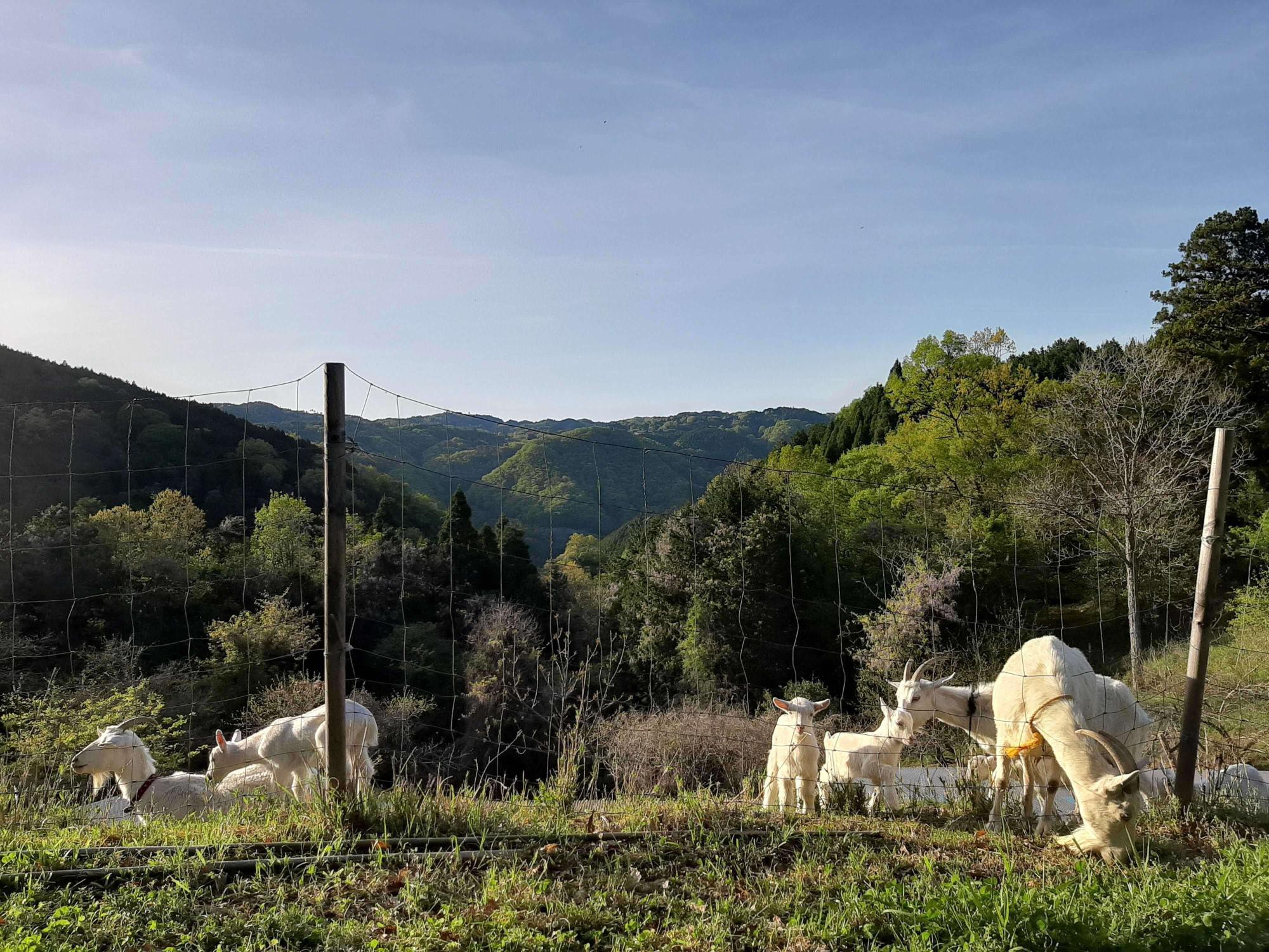 山羊がいるシャンブルドットの画像