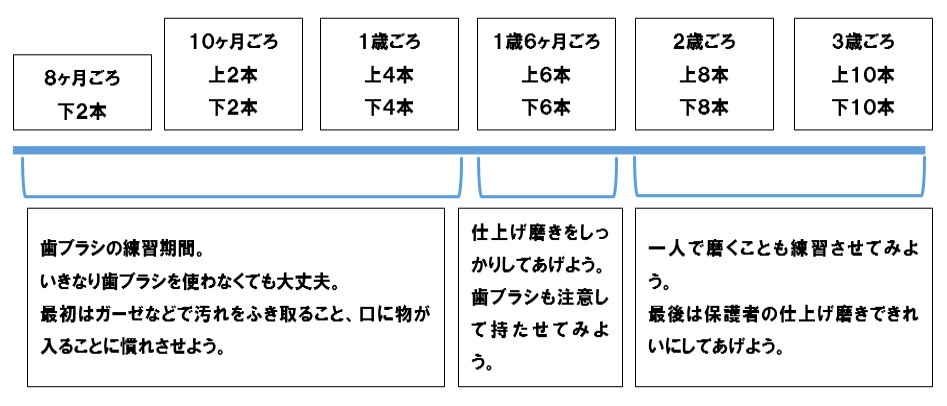 生える歯の本数と対応の目安の説明図