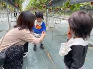 赤ちゃんと一緒にいちごがりを楽しむ親子の写真