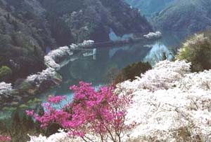 薄い桃色と濃いピンク色の桜が水辺に沿って美しく咲いている旭川湖の写真