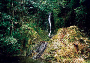 青々とした色彩が美しい大自然の中で見られる鴻の滝の写真