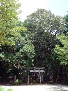 幾本もの大きな樹がそびえるなか、ひっそりとたたずむ湯田八幡神社の鳥居の写真