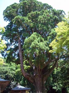 雄々しくそびえ立つ県指定天然記念物の二上杉の写真