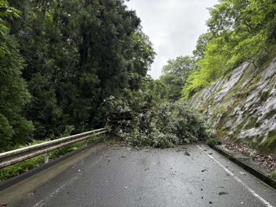 道路に倒れ込んで通行の妨げとなっている木の写真