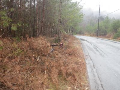 危険木が根元から伐採され道路の安全が確保された処理後の写真