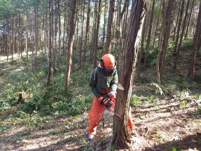 黄色いヘルメットをかぶった作業員がチェーンソーを使って伐採している写真