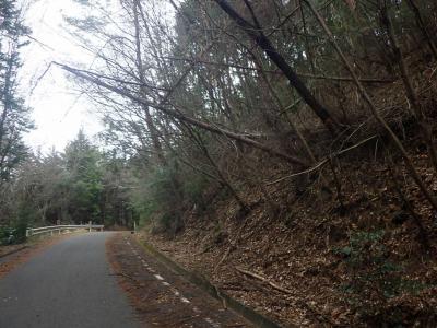 道路側に大きく傾いた倒木の恐れがある木の写真