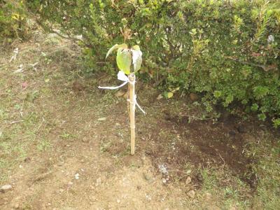 新しく植樹された「ヤマザクラ」の苗木の写真