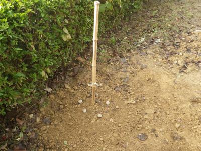 新しく植樹された「イロハモミジ」の苗木の写真