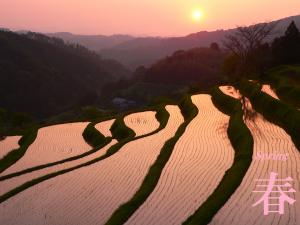 水面が夕日に染まる大垪和棚田の春の風景の写真
