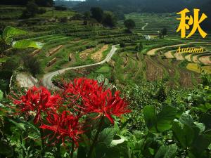 赤い花が色づく大垪和棚田の秋の風景の写真