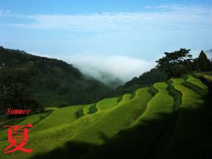 緑に生い茂る大垪和棚田の夏の風景の写真