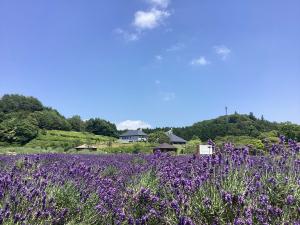 ラベンダーが手前に広く咲き、上には青空が広がるラベンダー園の写真