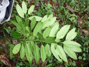 たくさんの葉が付いた枝の裏側の写真