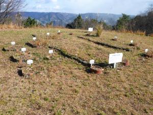 開けた高台の土地に小さな白い看板が複数立っている写真