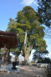 建物の右奥に立つ大きな木の写真