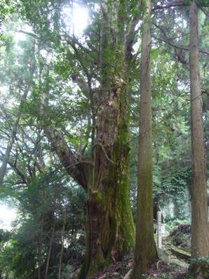 森の中に生えている苔むした杉の木の幹の写真