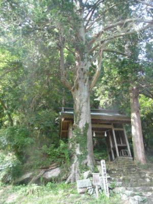 門の前の階段横に立つ大きな木の写真