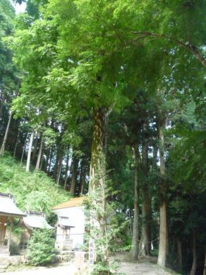 草のまとわりついた大きな木の写真