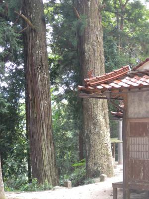 建物の奥に立つ2本の杉の木の幹の写真