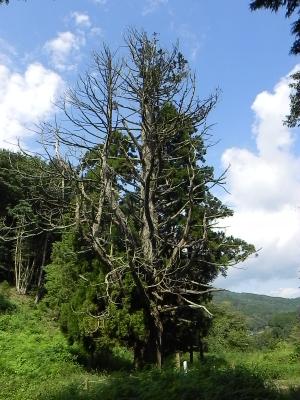 葉の生い茂った木の手前に立つ枯れ木の写真