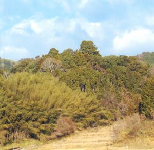 山の手前の草木が生えた土地の写真