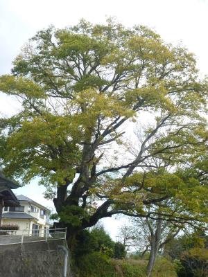 住宅の横に立つ大きな木の写真