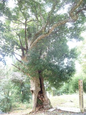 木碑の横に立つ大きな木の写真