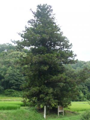 山の前の開けた場所に立つ大きな木の写真