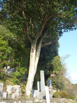 石碑の横に立つ大きな木の写真