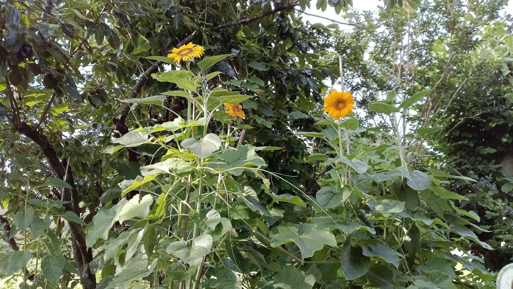 令和7年度ひまわり写真1
