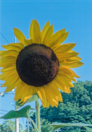 令和7年度ひまわり写真2