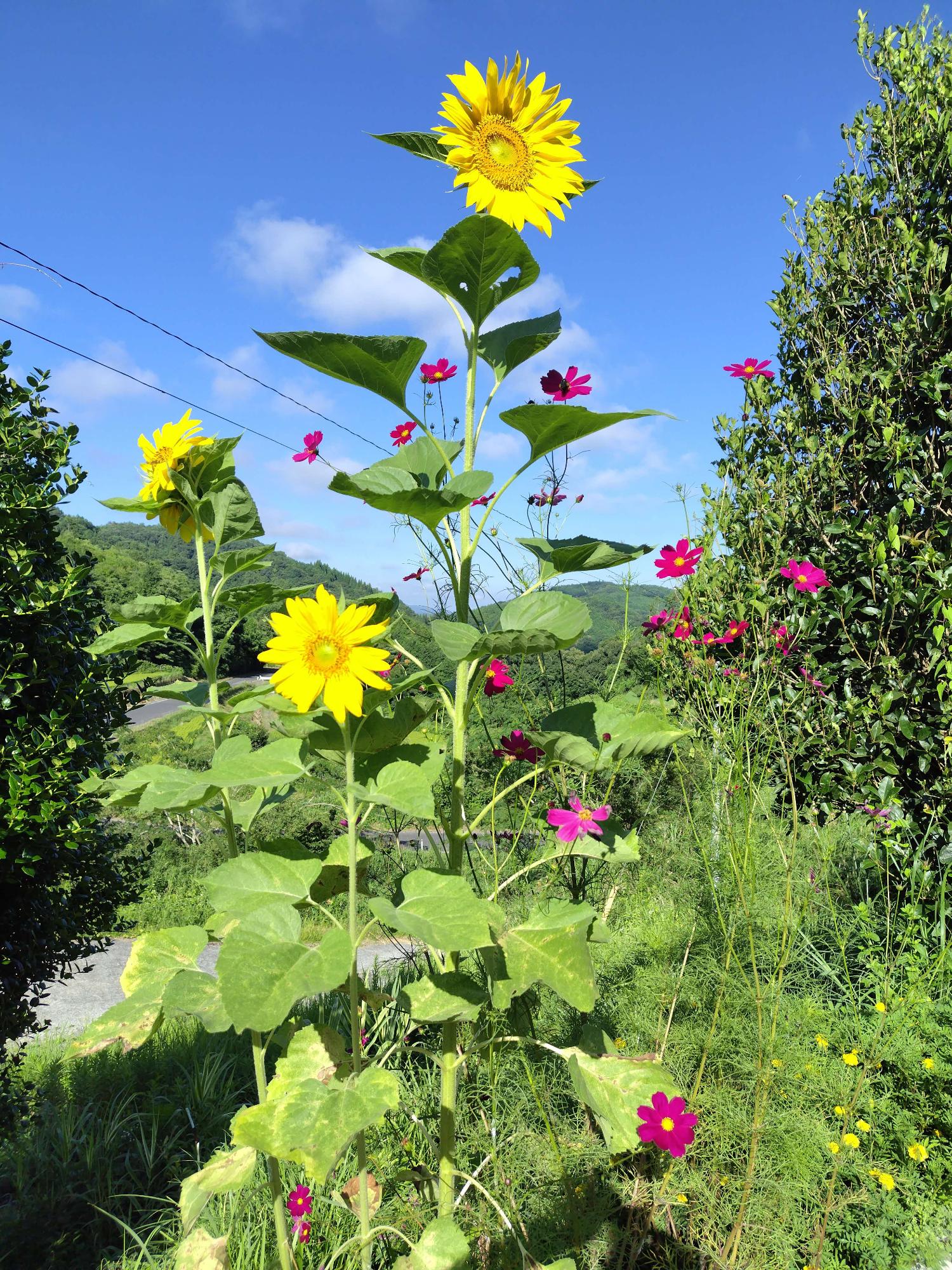 令和7年度ひまわり写真3