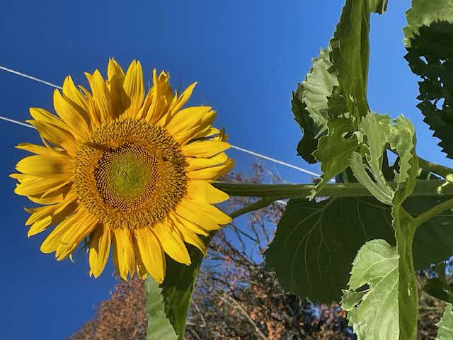令和7年度ひまわり写真4
