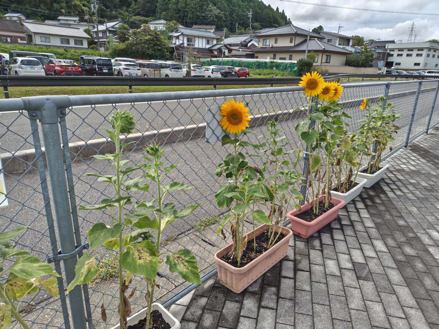 令和7年度ひまわり写真5